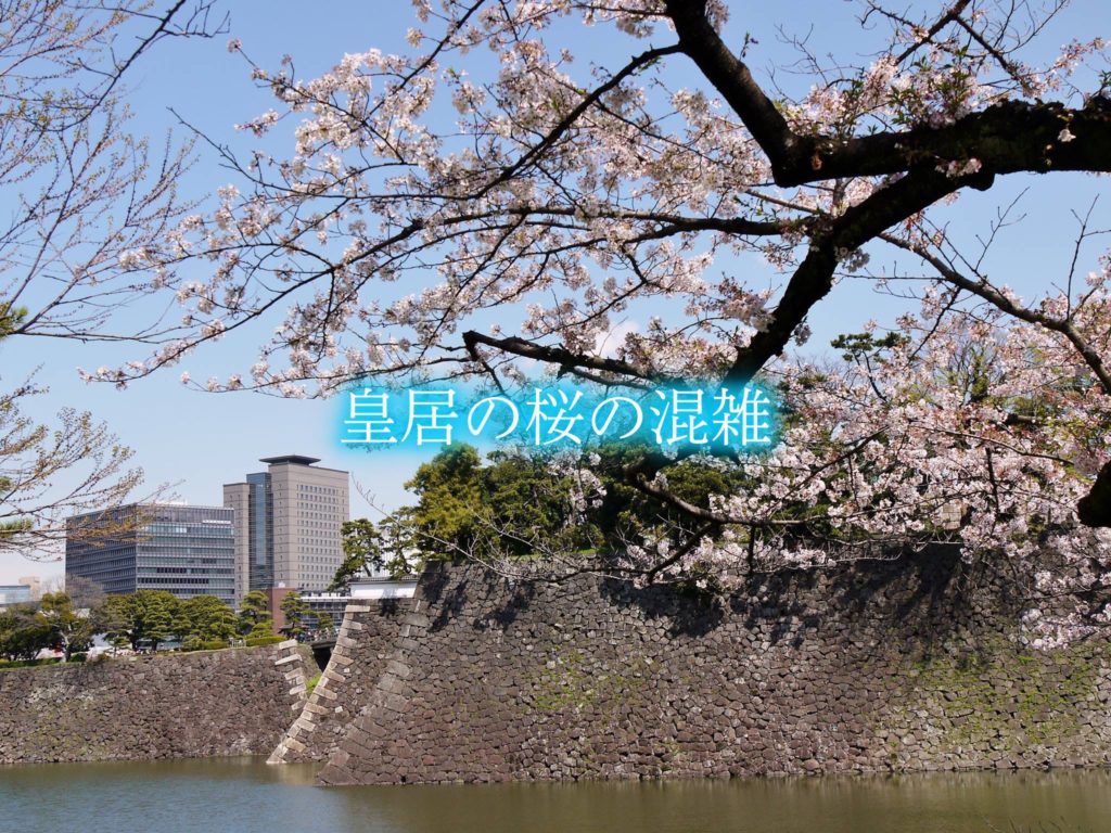 【皇居の桜混雑状況2023】 乾通り一般公開いつから？見頃&ツアー混雑